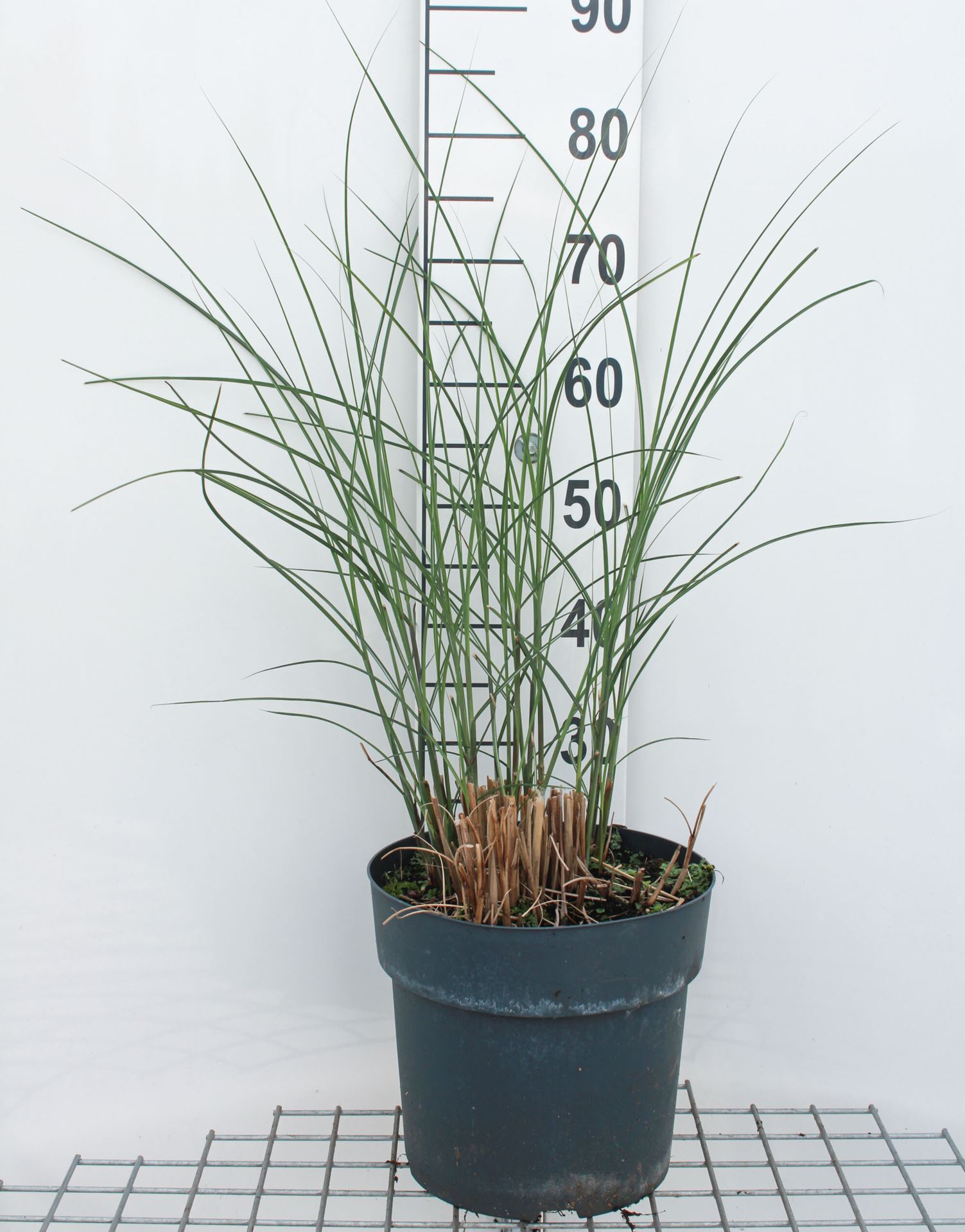 Miscanthus sinensis 'Gracillimus' - pot 7,5L