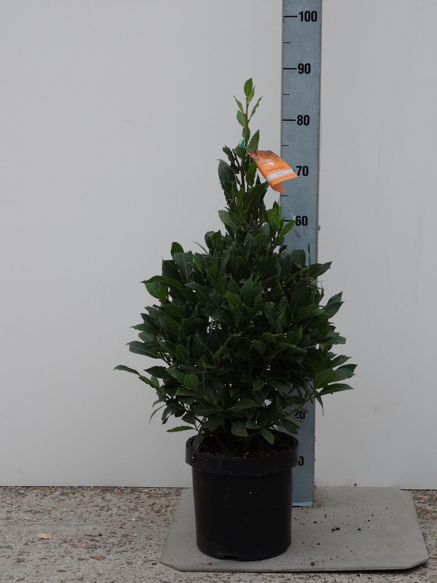 Laurus nobilis - pot 25L - 80-90 cm - piramidevorm