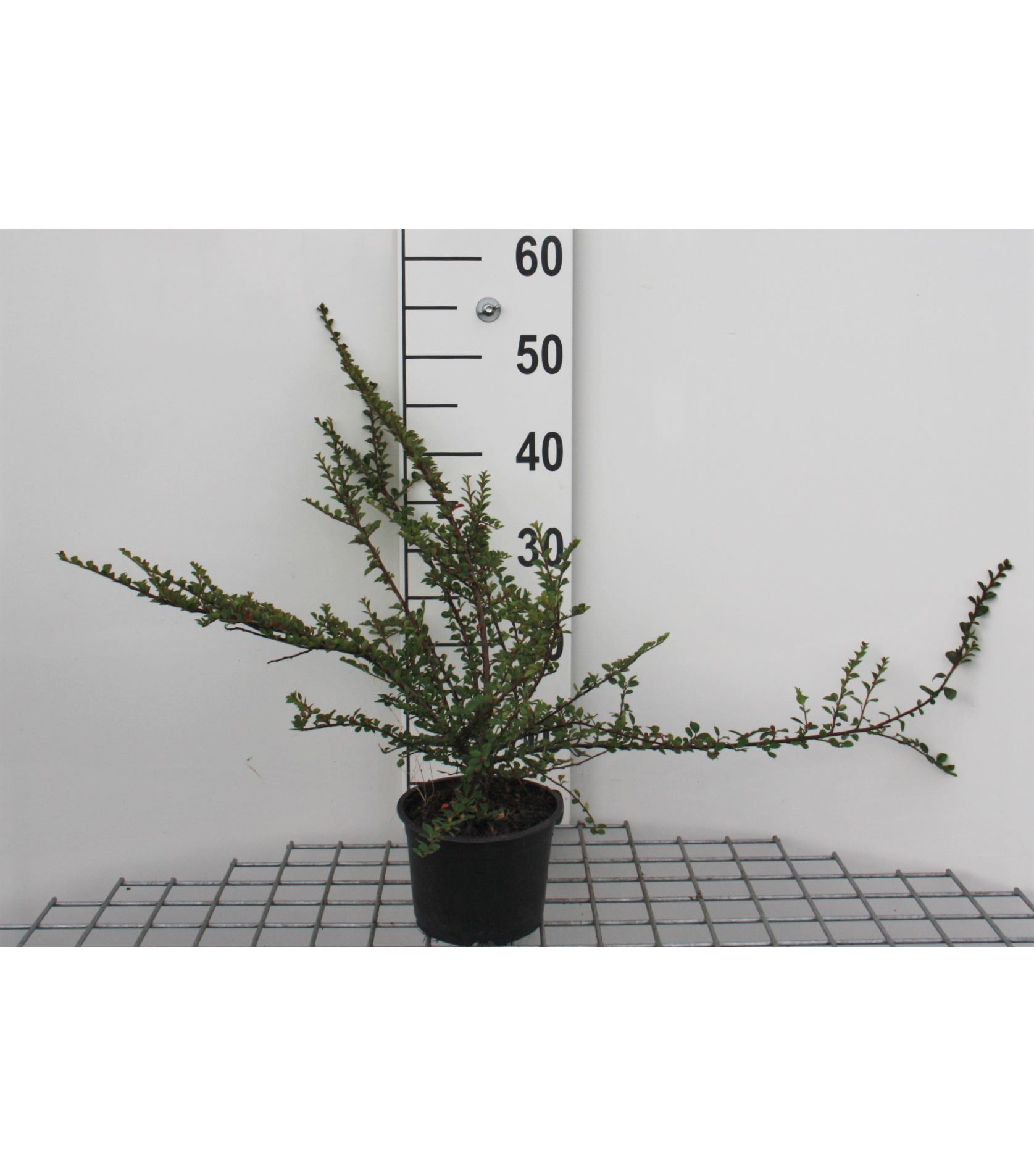 Cotoneaster horizontalis - pot 1,3L - 20-25 cm