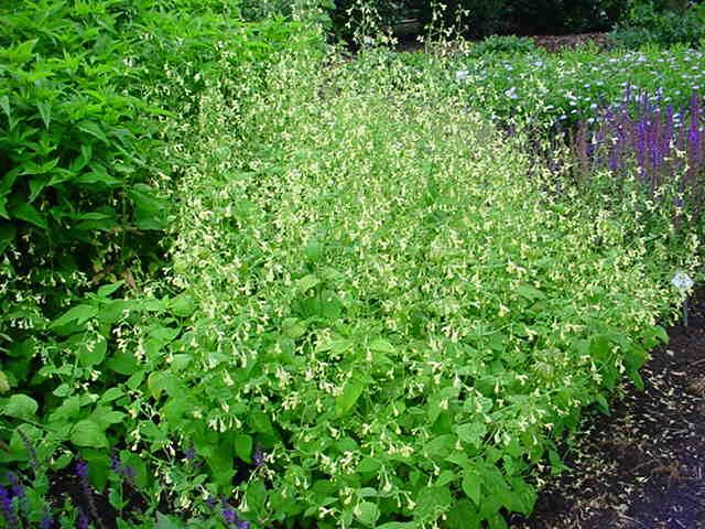 Plantenfiche-Nepeta-govaniana