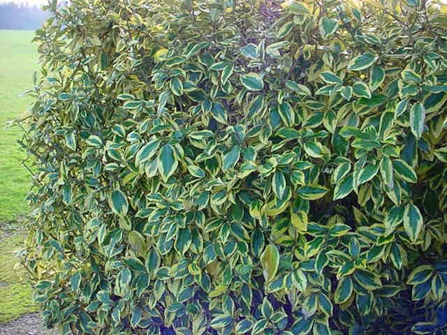 Plantenfiche-Elaeagnus-x-ebbingei-Gilt-Edge-