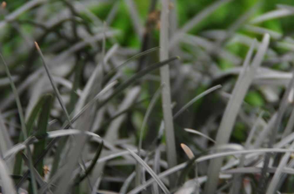 Plantenfiche-Ophiopogon-planiscapus-Niger-
