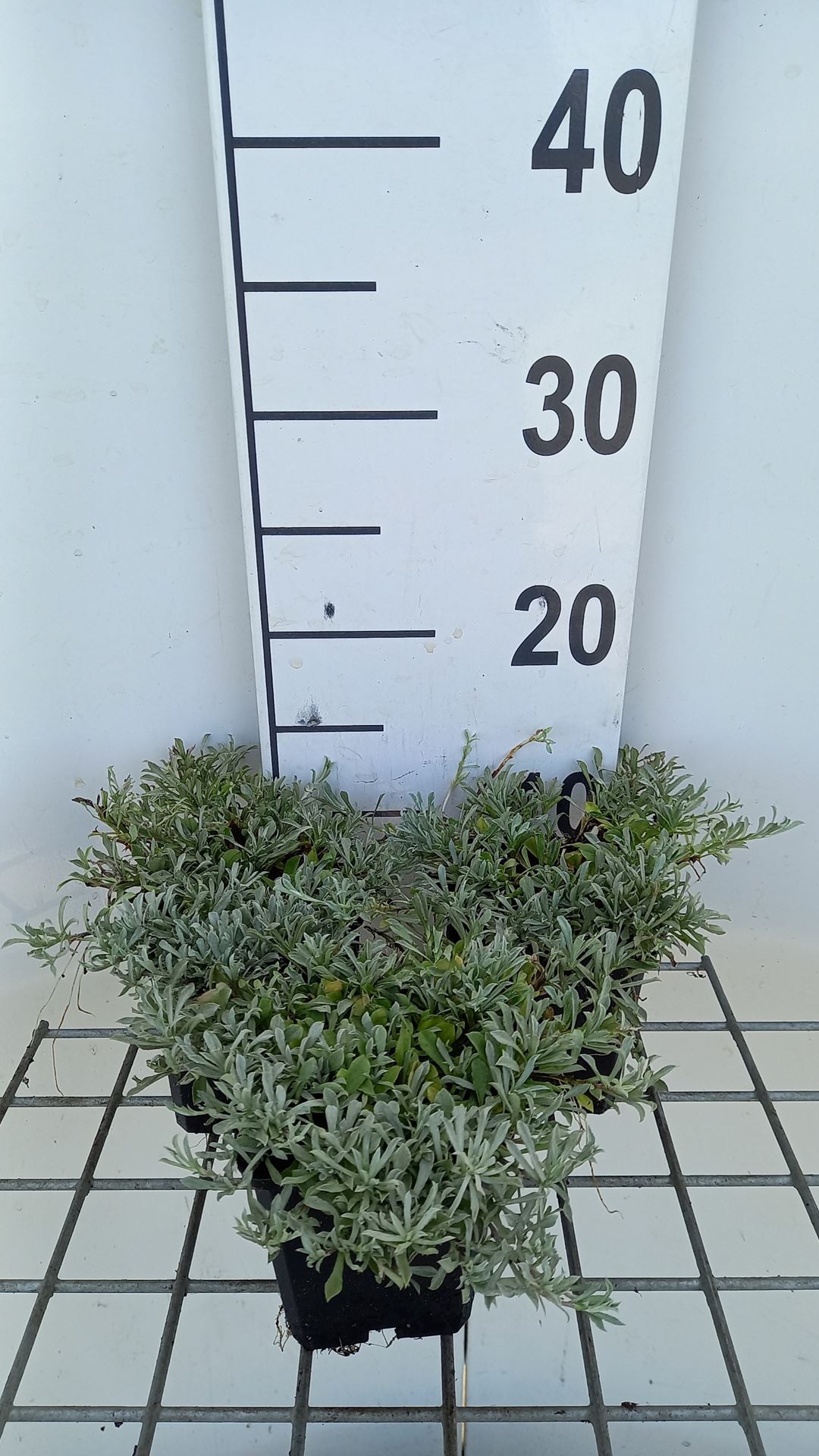 Antennaria dioica 'Rubra' - pot 9x9 cm