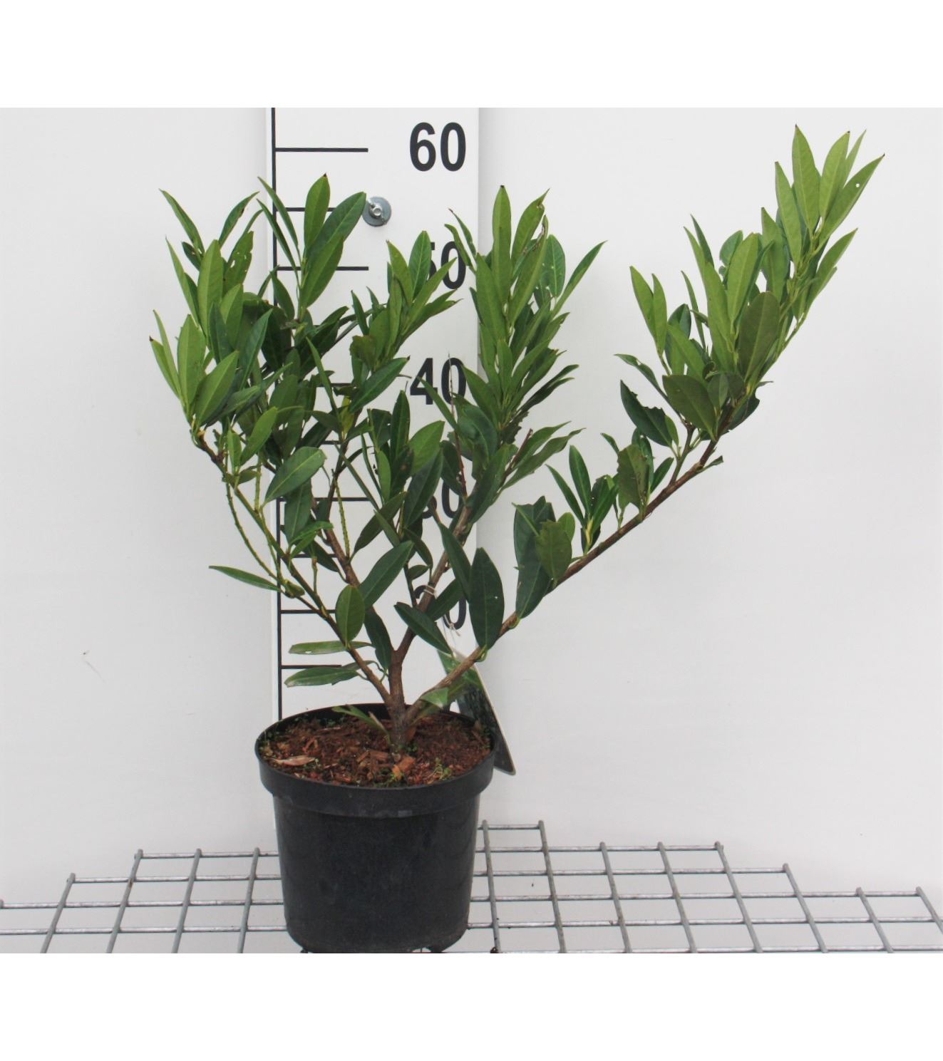 Prunus laurocerasus 'Otto Luyken' - pot - 30-40 cm