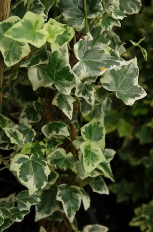 Plantenfiche-Hedera-helix-Marginata-Elegantissima-