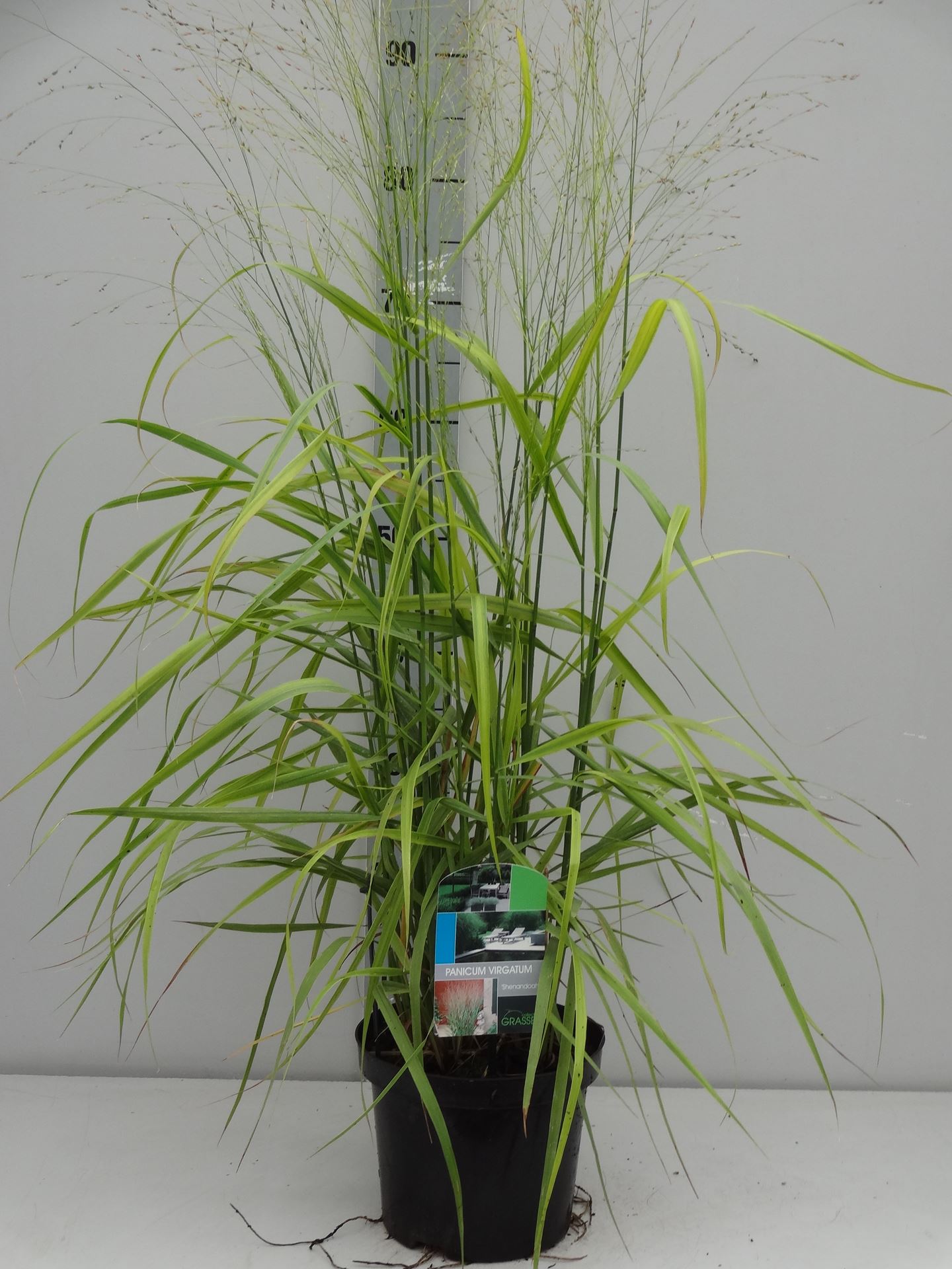 Panicum virgatum 'Shenandoah' - pot 3L