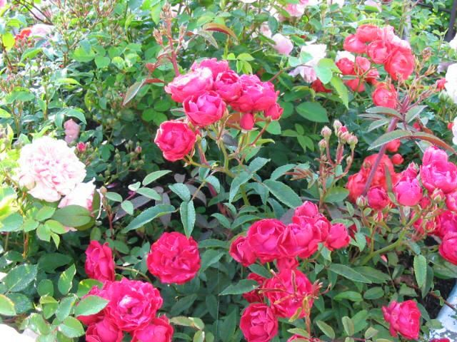 Plantenfiche-Rosa-Mothersday-Fetes-Des-Meres-Morsdag-