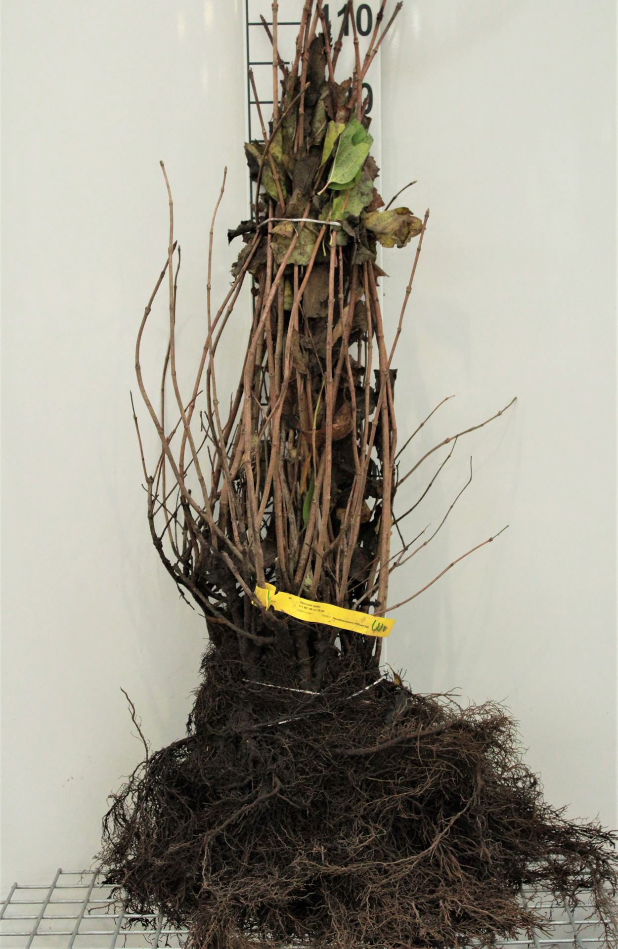 Viburnum opulus - bare root - 60-90 cm - 3-5 branches