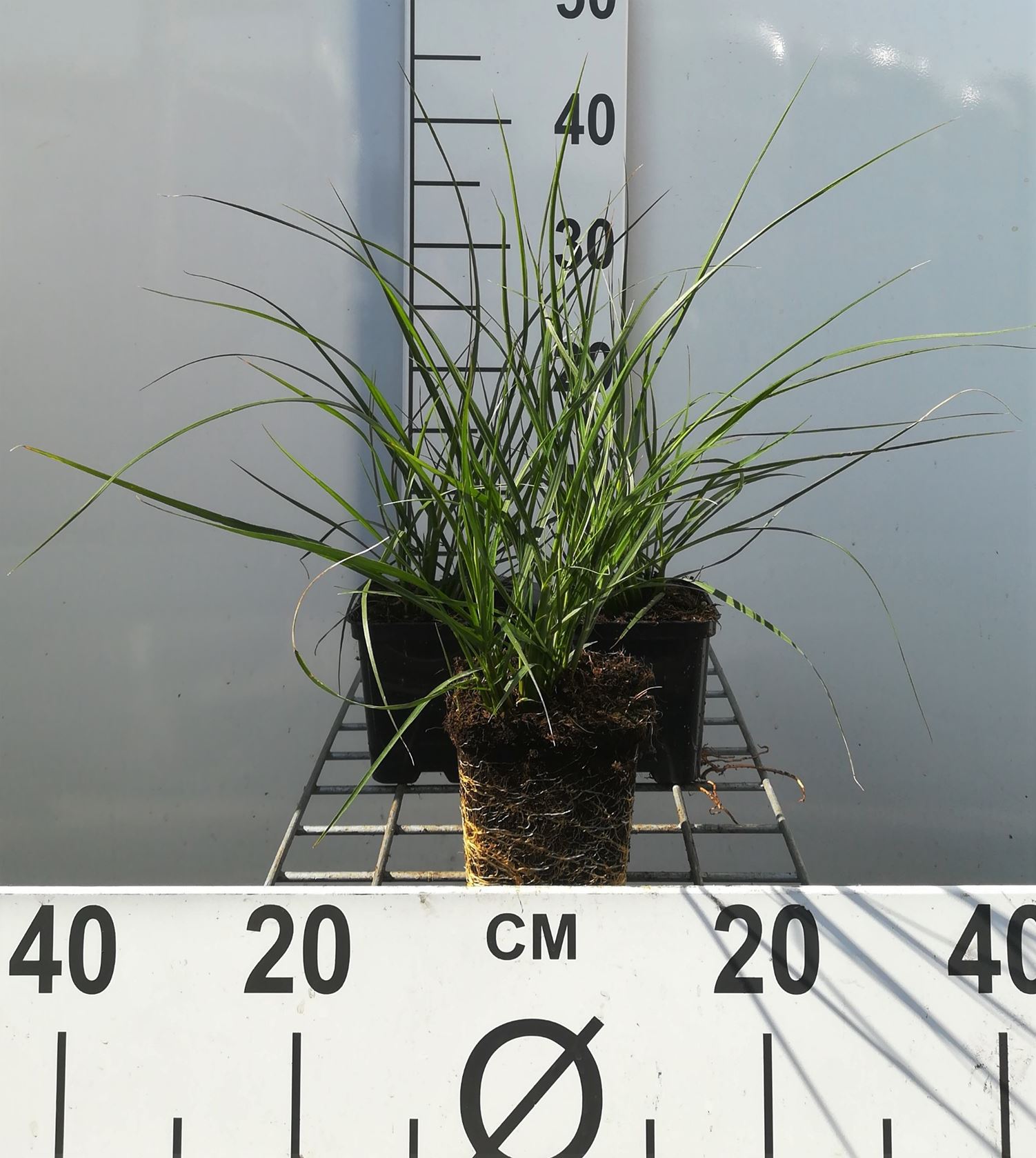 Pennisetum alopecuroides 'Hameln' - pot 9x9 cm