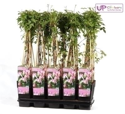 Clematis-Pink-Flamingo-70-80-cm-CO