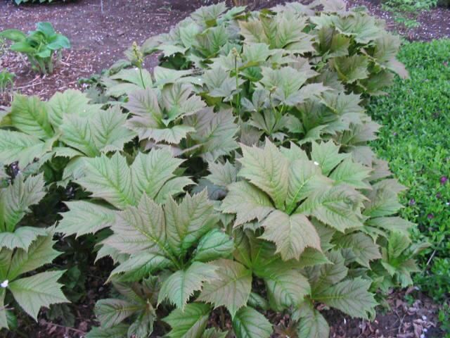 Plantenfiche-Rodgersia-pinnata-Braunlaub-