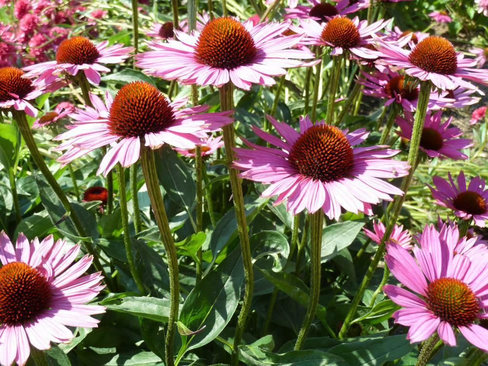Plantenfiche-Echinacea-purpurea-Magnus-