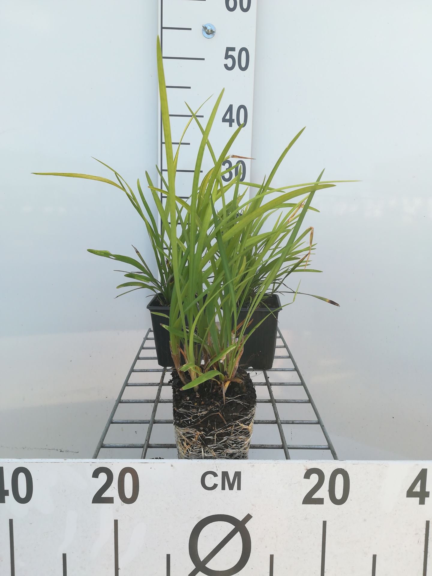 Liriope muscari 'Big Blue' - pot 9x9 cm