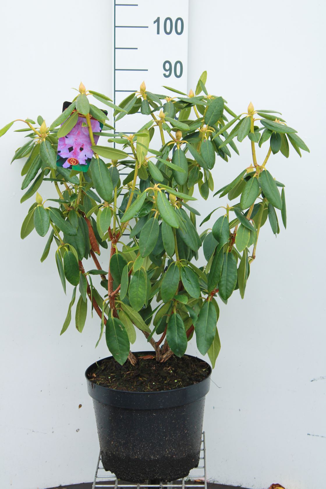 Rhododendron 'Catawbiense Grandiflorum' - pot 10L - 60-80 cm