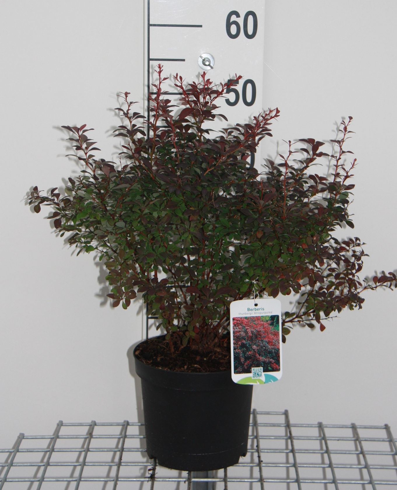 Berberis thunbergii 'Atropurpurea' - pot - 30-40 cm
