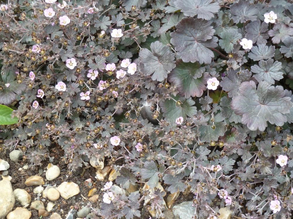 Plantenfiche-Geranium-Dusky-Crug-
