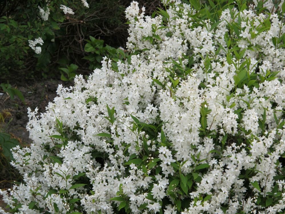 Plantenfiche-Deutzia-gracilis-Nikko-