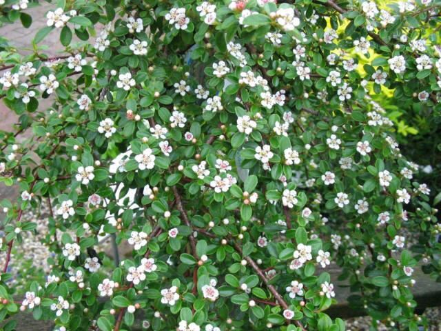 Plantenfiche-Cotoneaster-x-suecicus-Coral-Beauty-