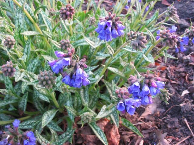Plantenfiche-Pulmonaria-longifolia-E-B-Anderson-