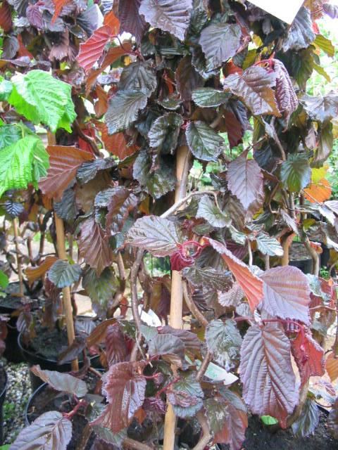 Plantenfiche-Corylus-Red-Majestic-