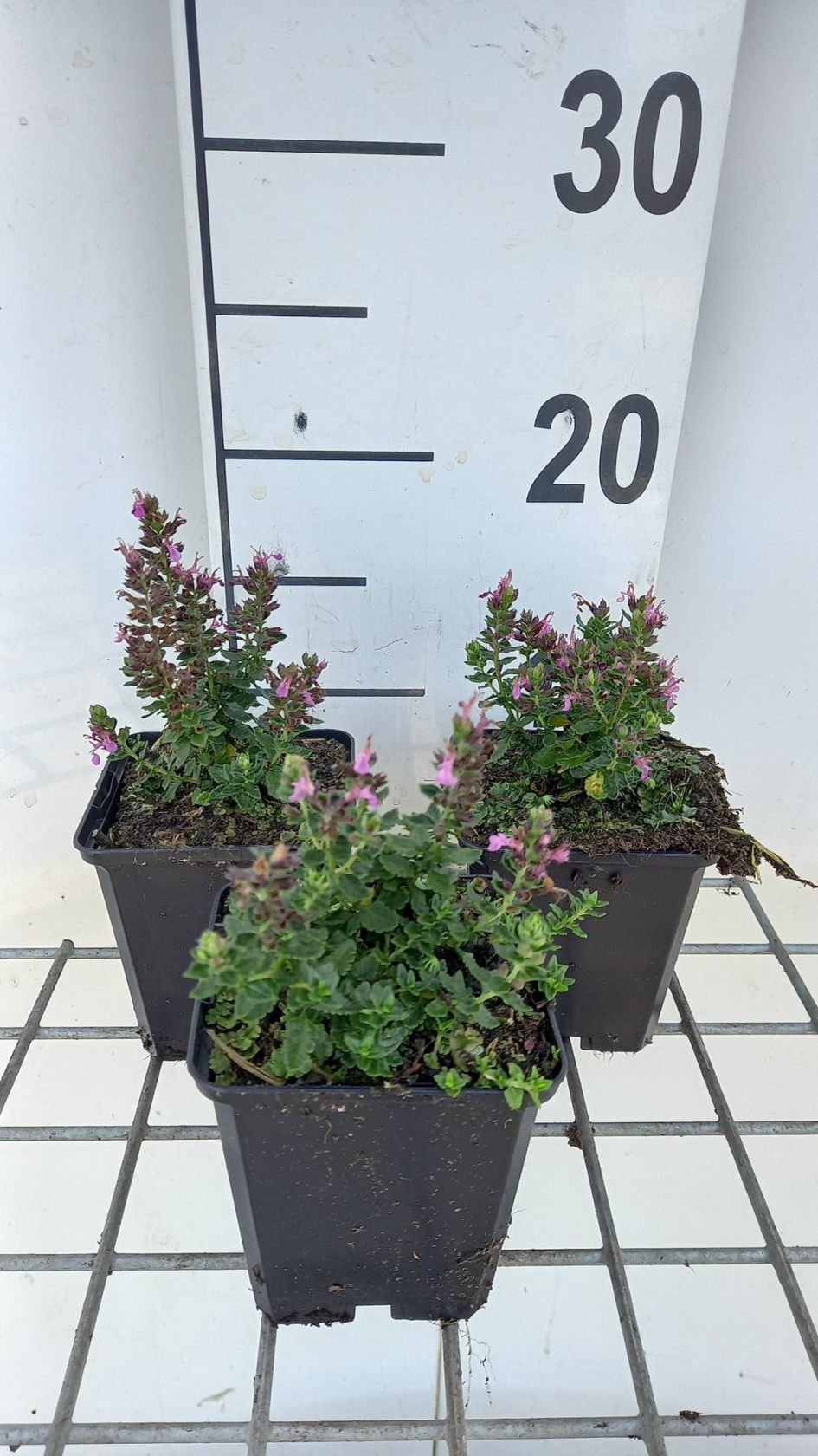 Teucrium chamaedrys 'Nanum' - pot 9x9 cm