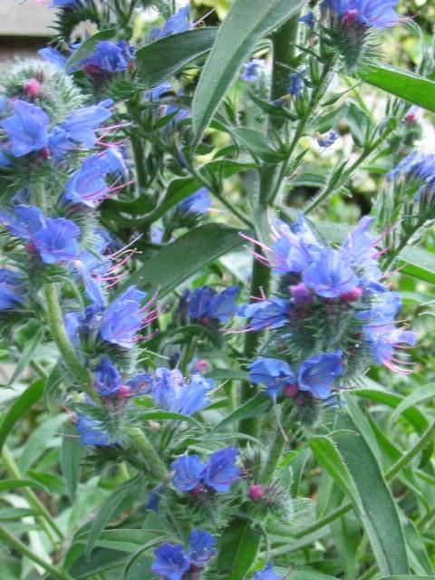 Plantenfiche-Echium-vulgare