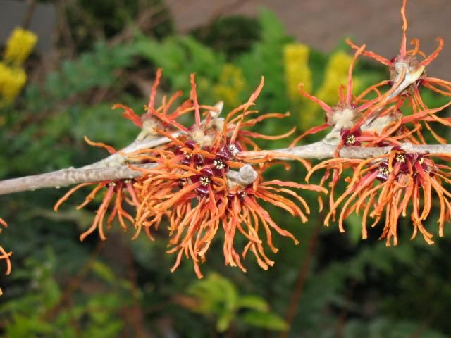 Plantenfiche-Hamamelis-x-intermedia-Jelena-