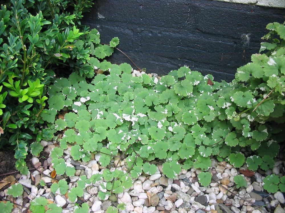 Plantenfiche-Glechoma-hederacea-Variegata-
