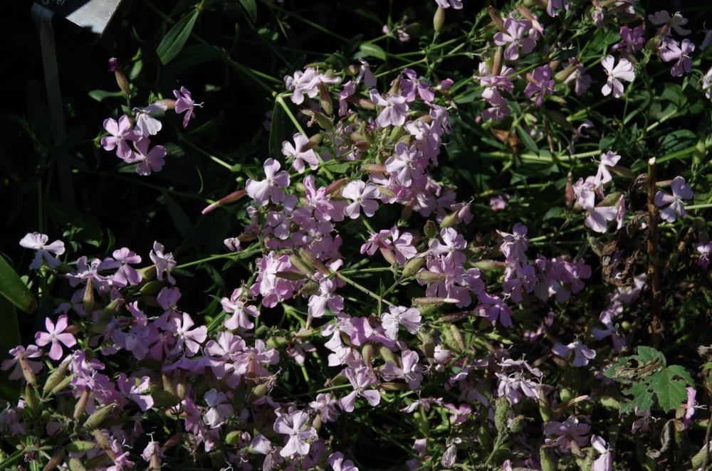 Plantenfiche-Saponaria-x-lempergii-Max-Frei-