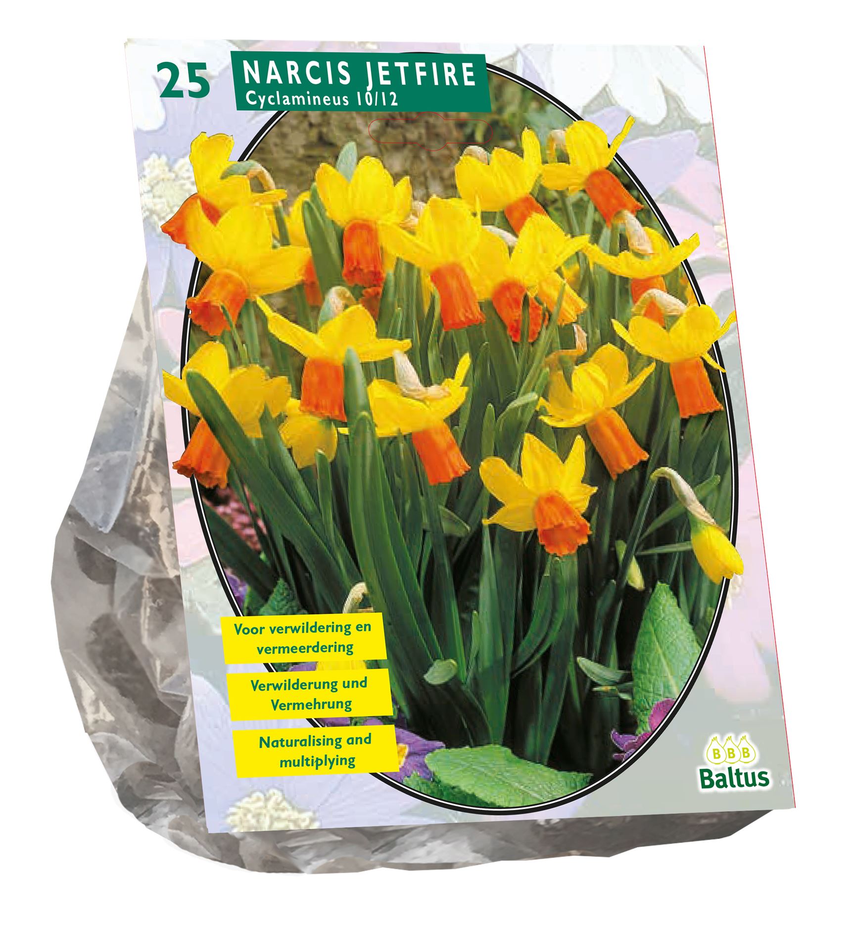 Narcis-Mini-Jetfire-Geel-Oranje-per-25