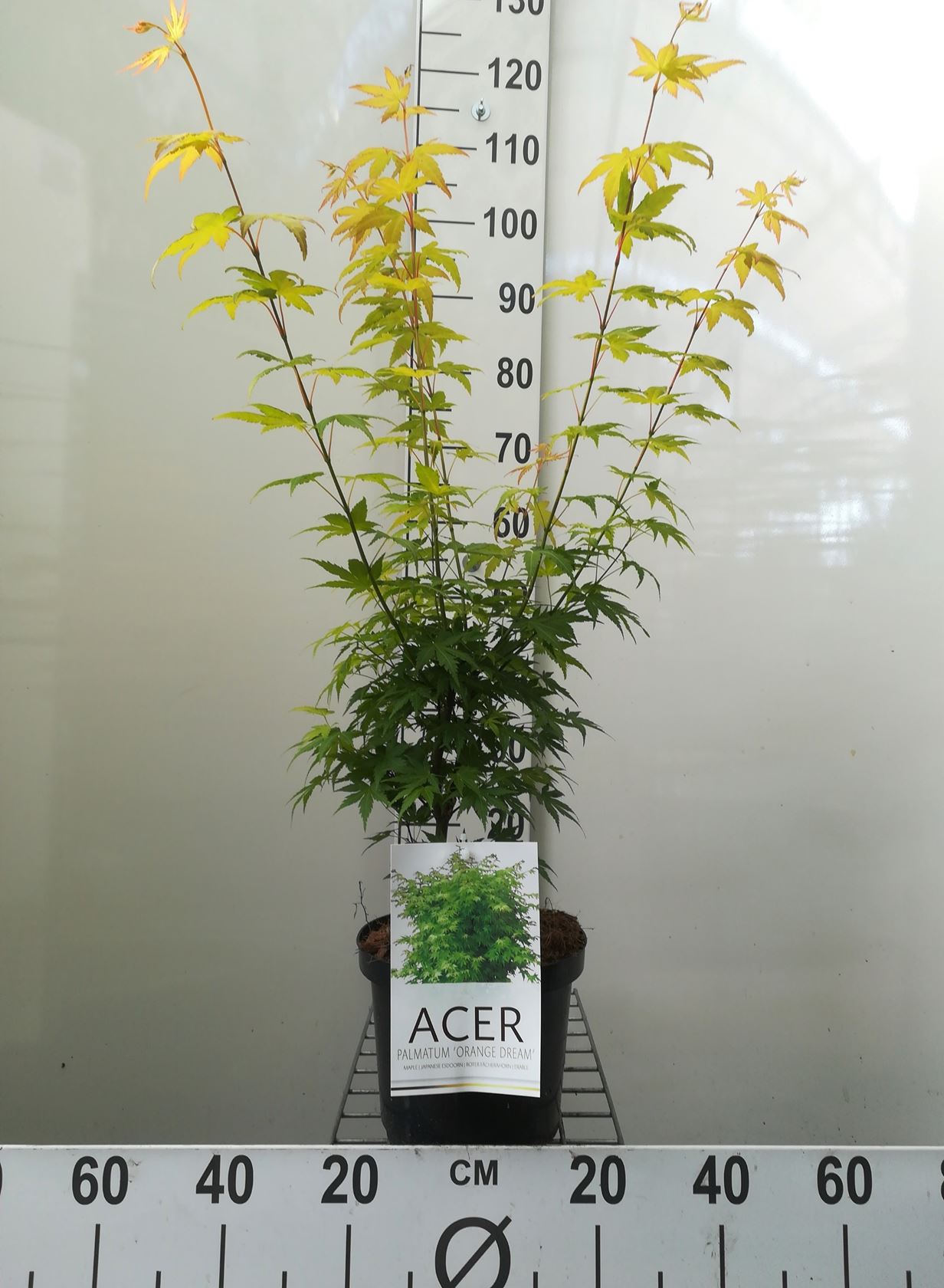 Acer palmatum 'Orange Dream' - pot - 50-60 cm
