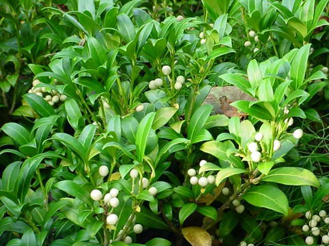 Plantenfiche-Skimmia-japonica-Kew-White-