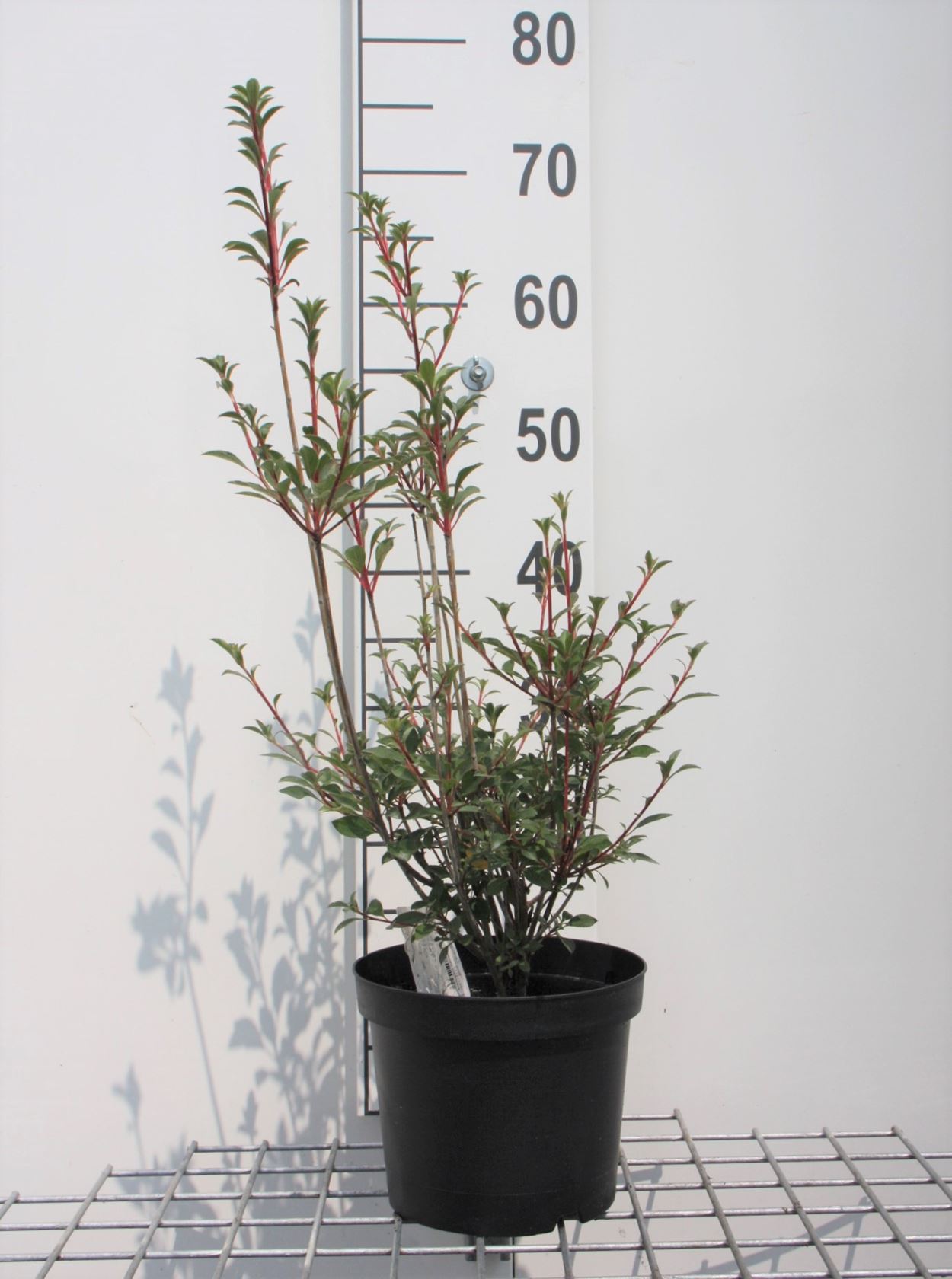 Enkianthus campanulatus - pot - 40-50 cm