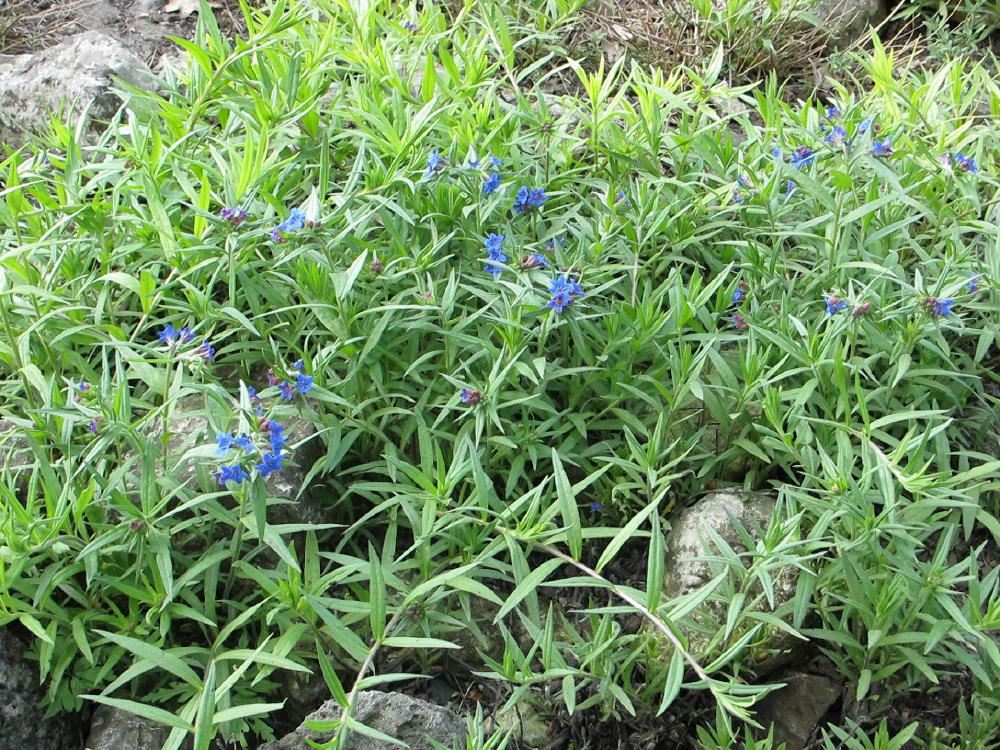Plantenfiche-Buglossoides-purpurocaerulea