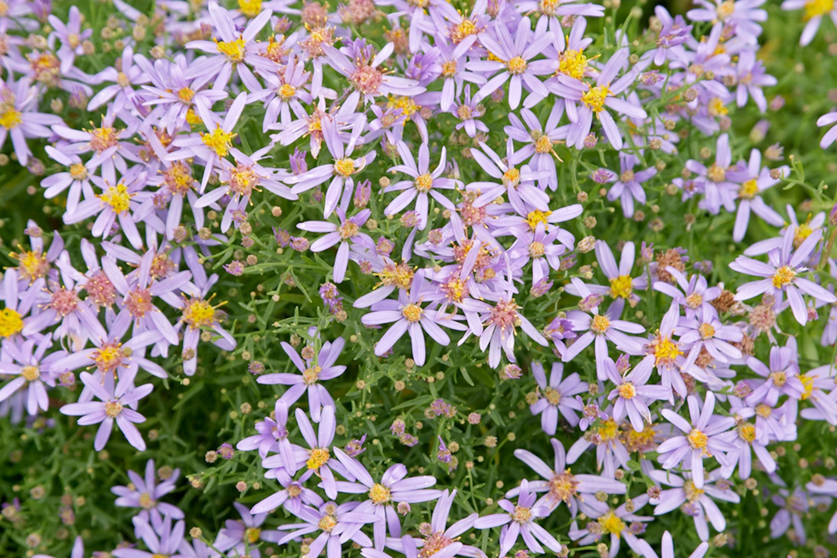 Plantenfiche-Aster-sedifolius-Nanus-