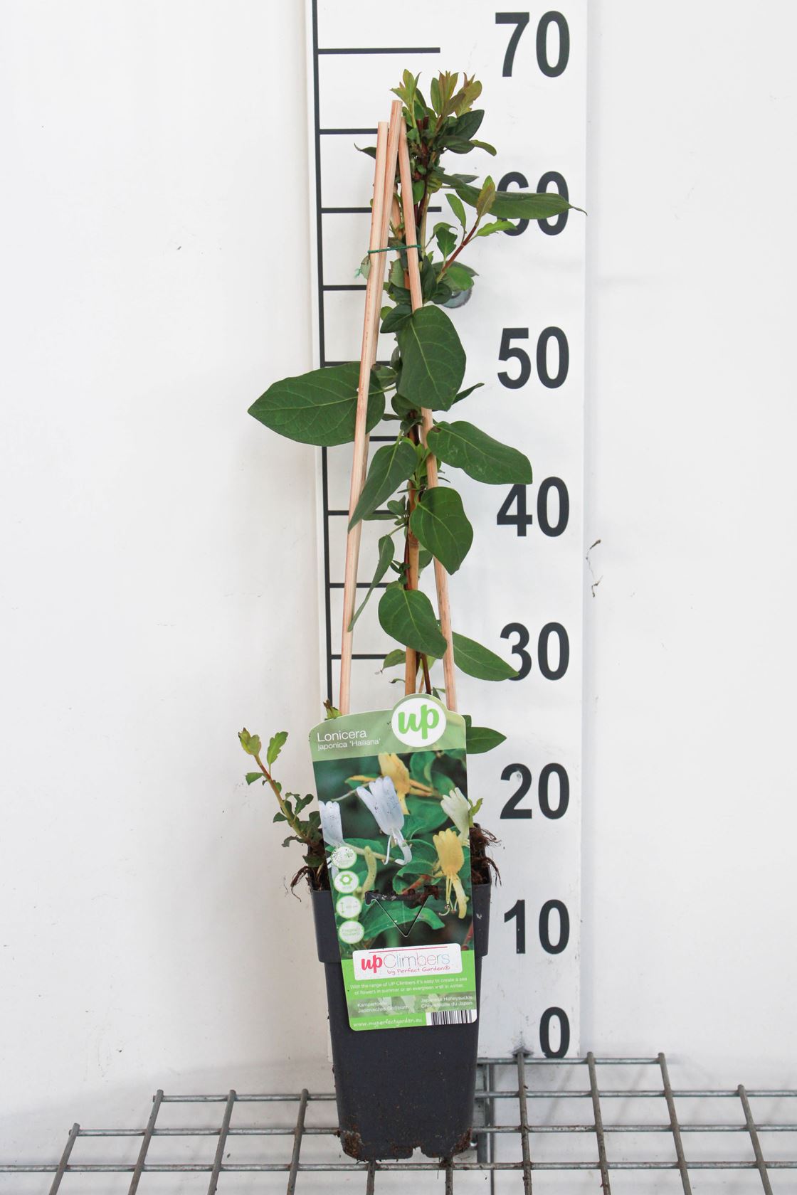 Lonicera japonica 'Halliana' - pot - 50-60 cm