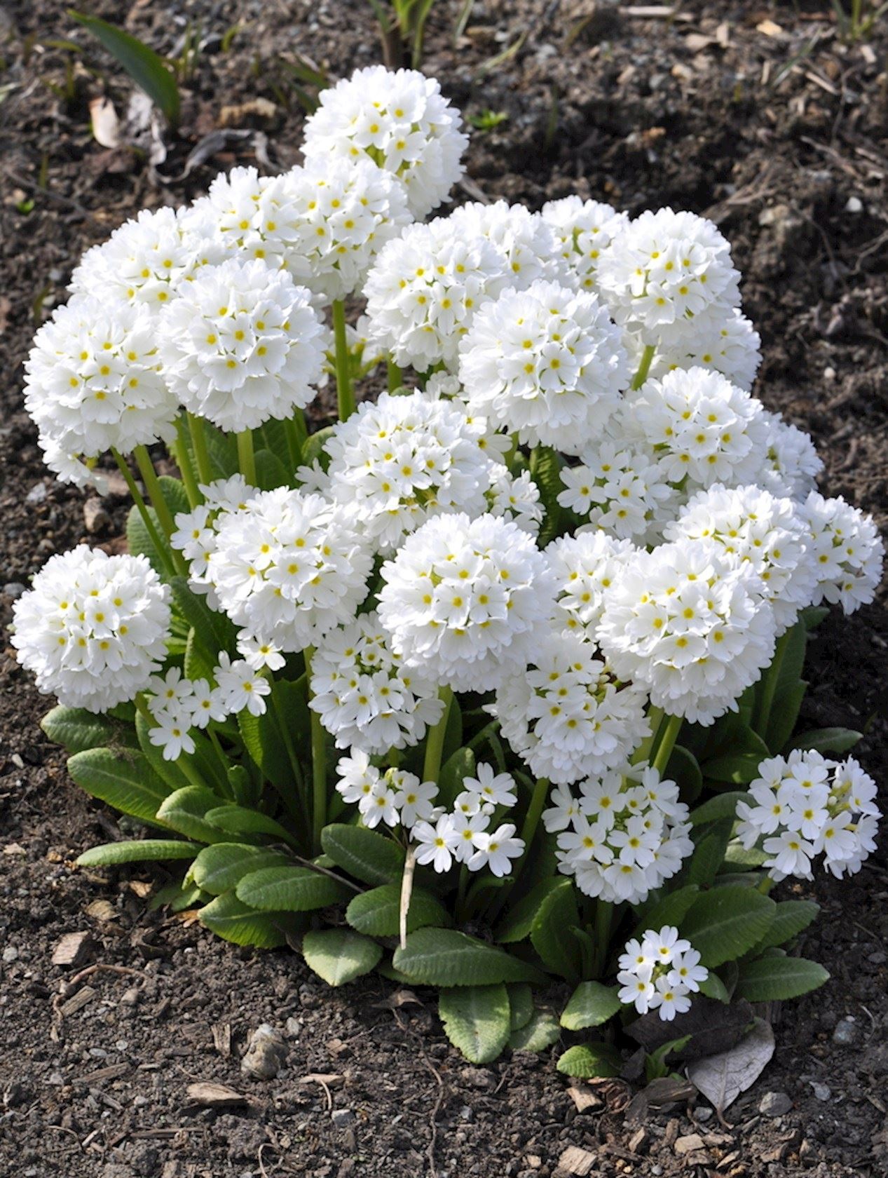 Plantenfiche-Primula-denticulata-Alba-
