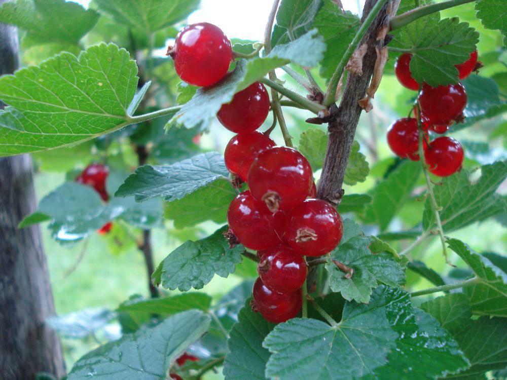 Plantenfiche-Ribes-rubrum-Jonkheer-van-Tets-Rode-bes-of-rode-aalbes-trosbes-