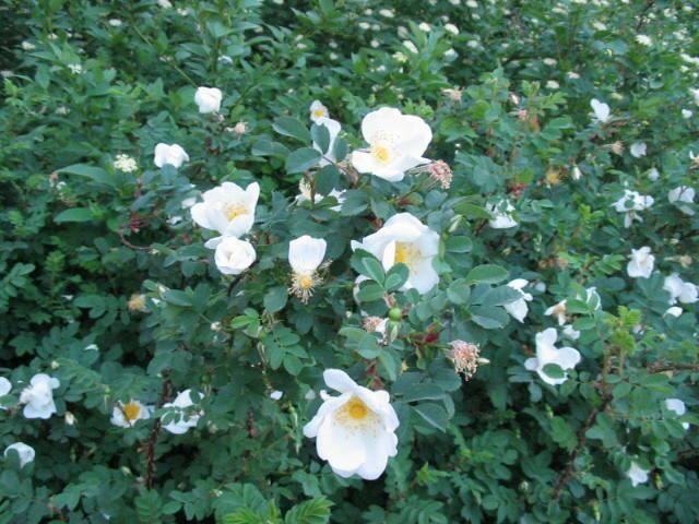 Plantenfiche-Rosa-pimpinellifolia