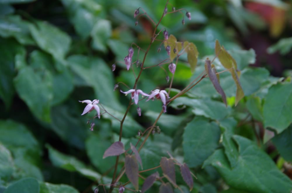 Plantenfiche-Epimedium-Pink-Elf-