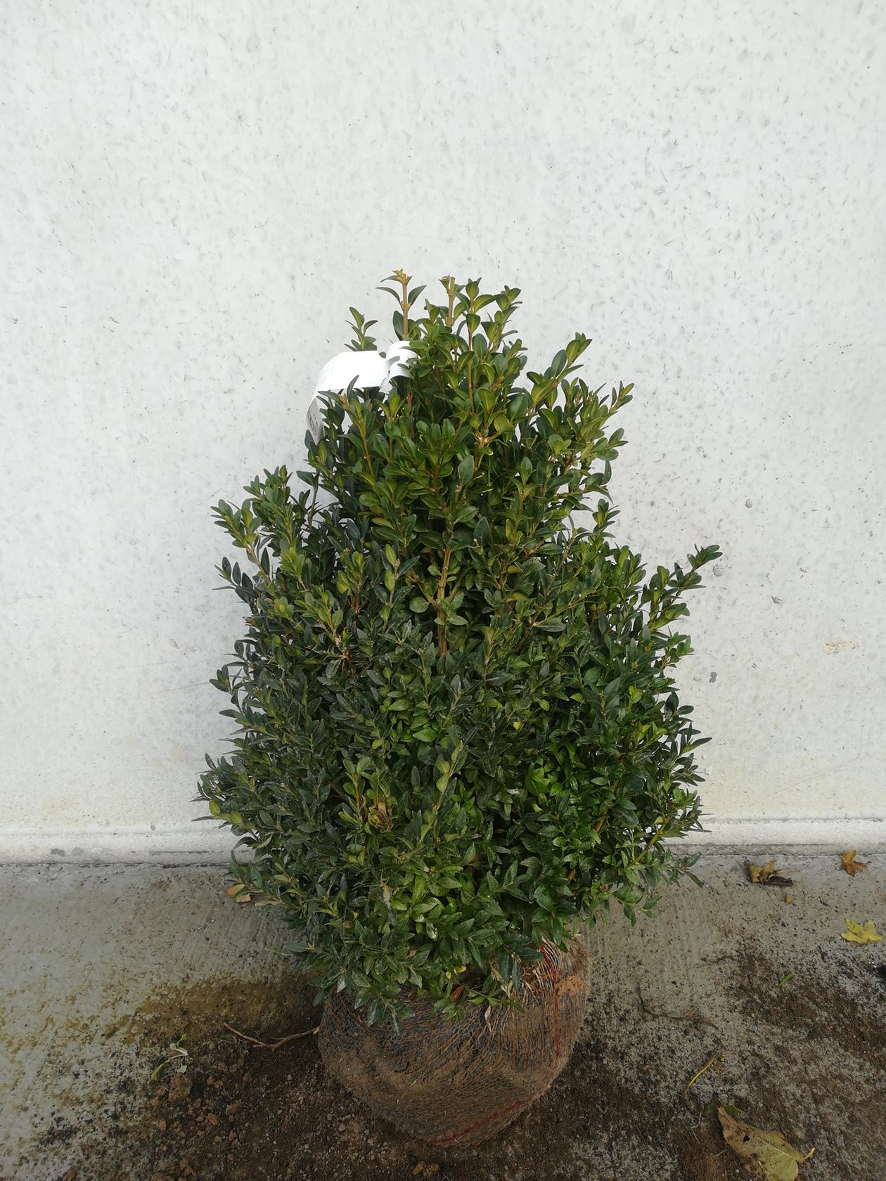 Buxus sempervirens - motte de terre - 40-50 cm - Touffu