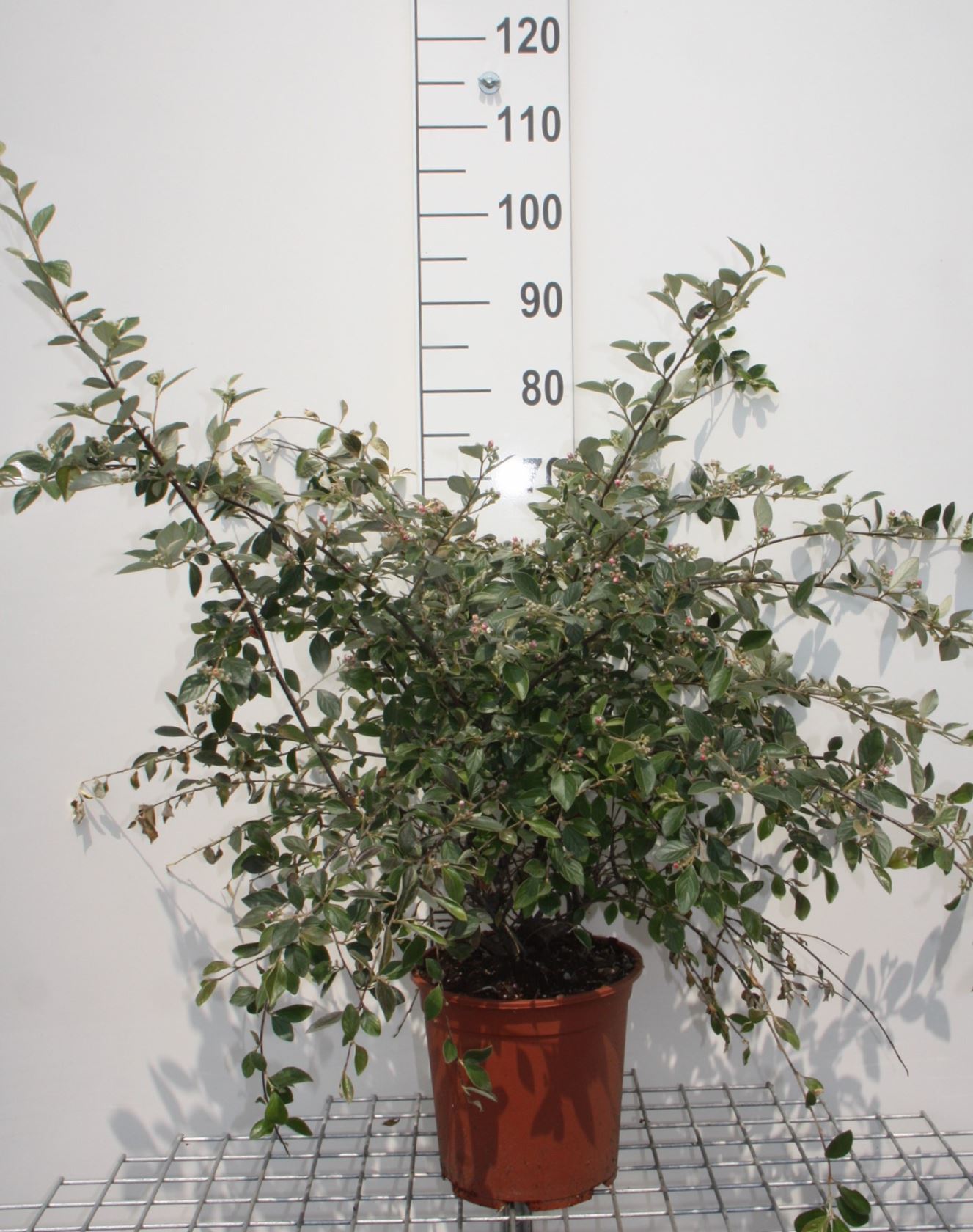Cotoneaster franchetii - pot 10L - 80-100 cm