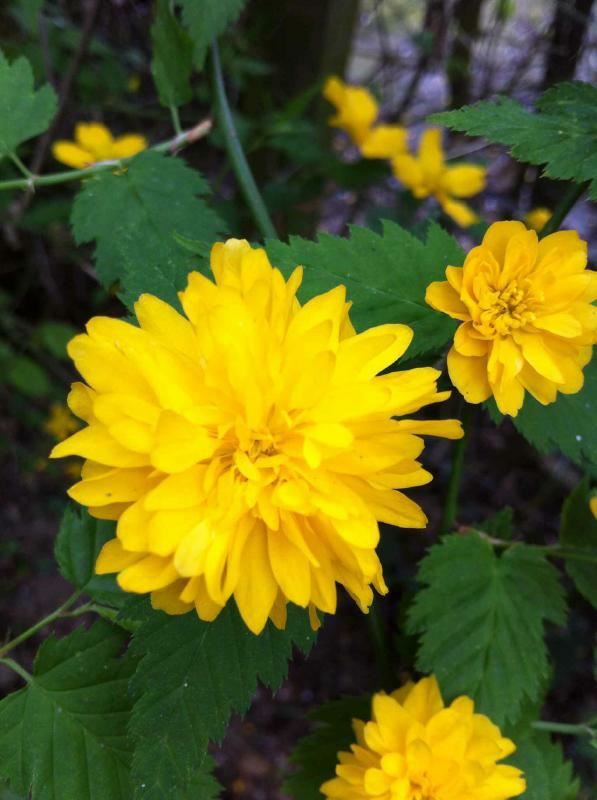 Plantenfiche-Kerria-japonica-Pleniflora-