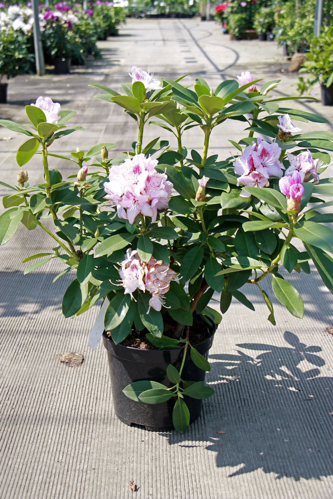 Rhododendron 'Gomer Waterer' - pot - 40-50 cm