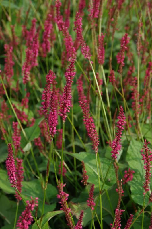 Plantenfiche-Persicaria-amplexicaulis-Lisan-