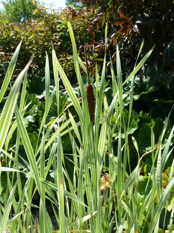 Plantenfiche-Typha-latifolia-Variegata-
