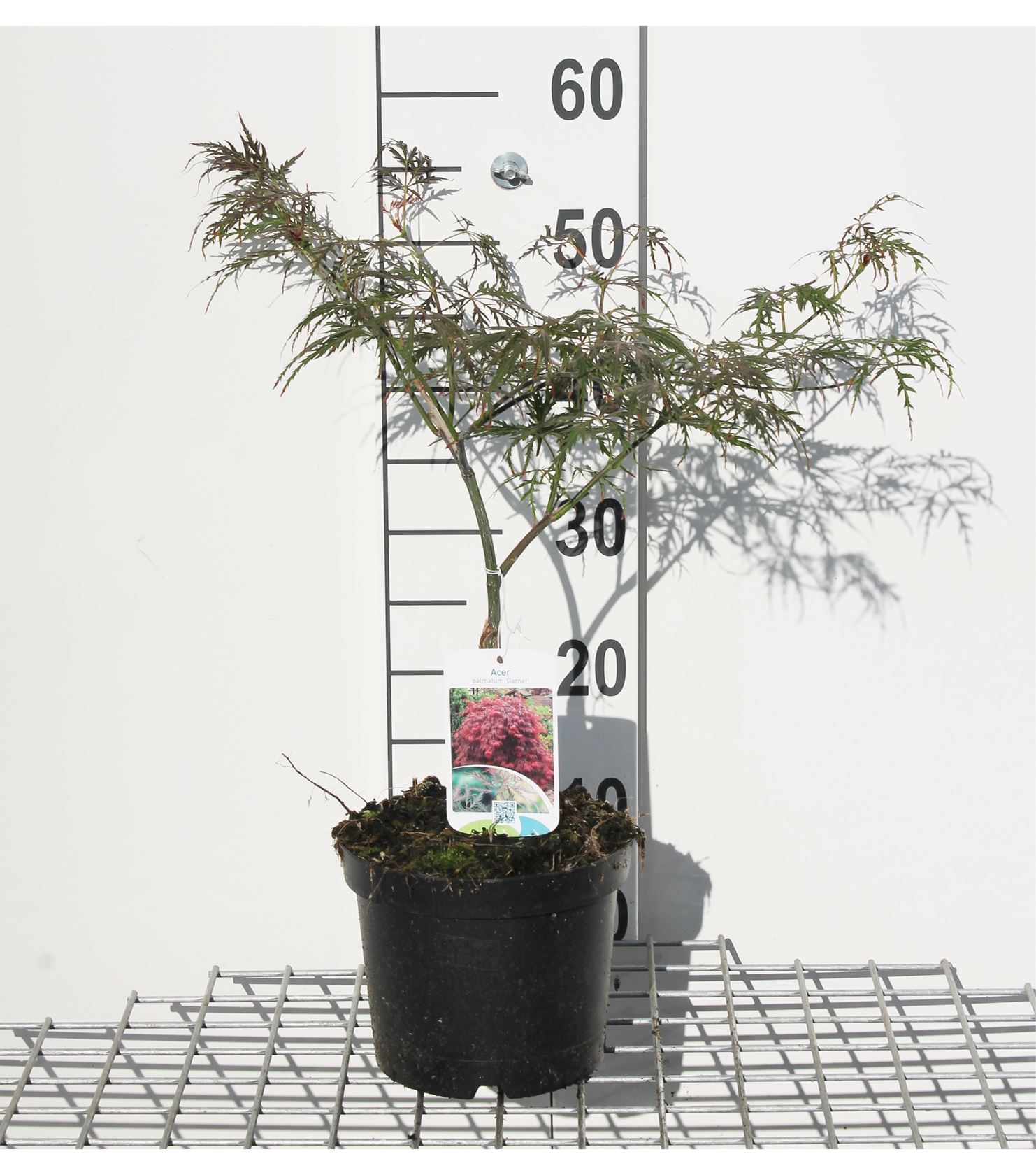 Acer palmatum 'Garnet' - pot - 40-50 cm