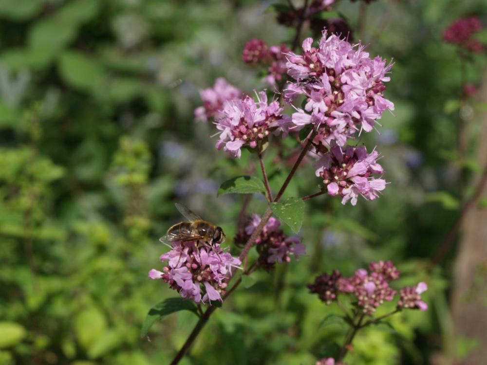 Plantenfiche-Origanum-vulgare-Oregano-