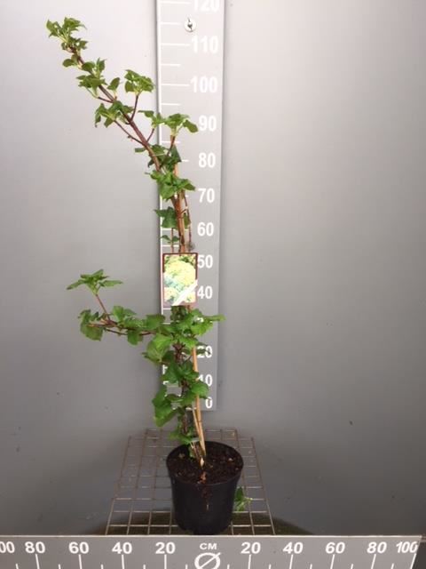 Hydrangea anomala subsp. petiolaris - pot - 60-80 cm