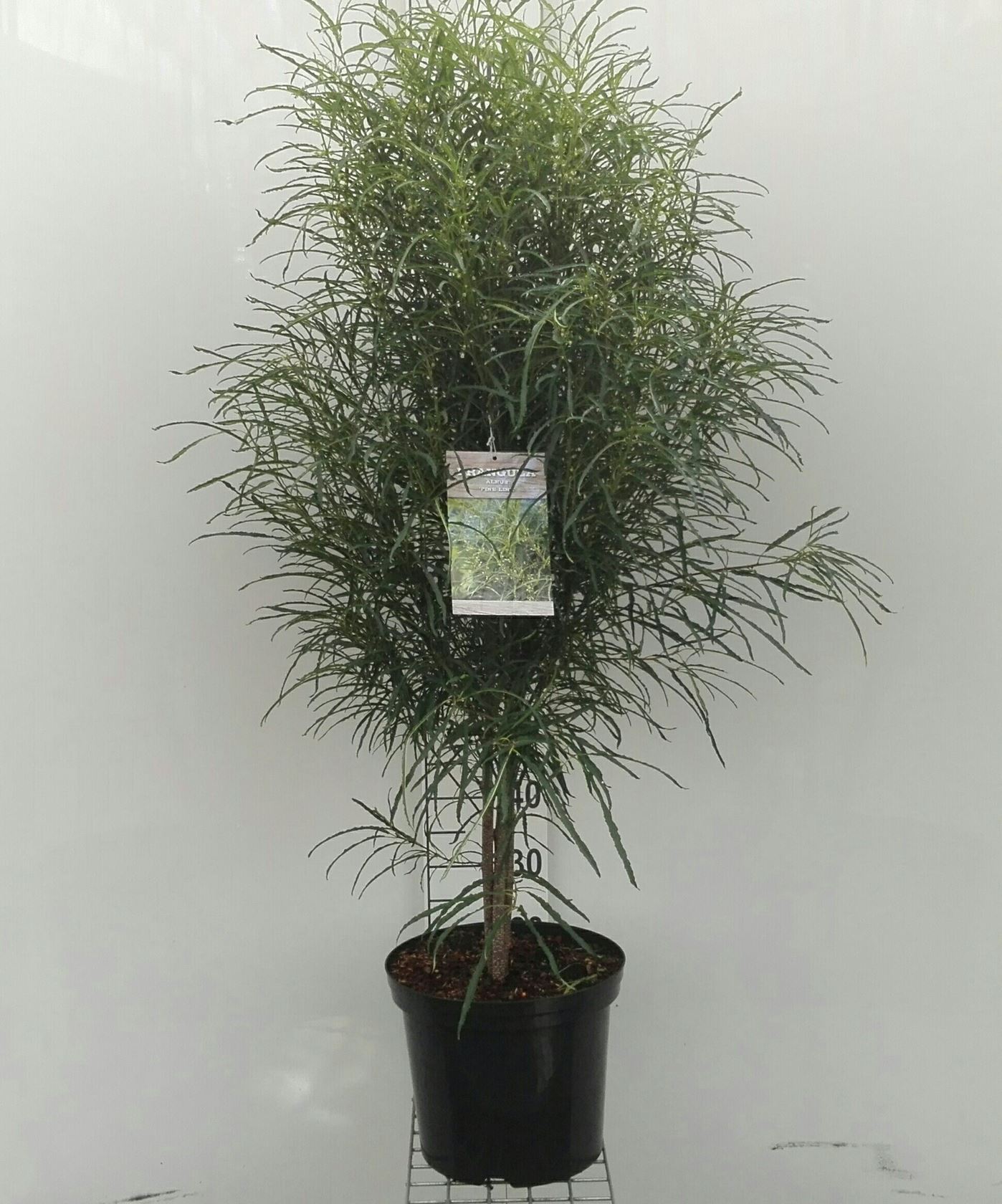 Frangula alnus 'Ron Williams' (Fine Line) - pot 12L - 100-125 cm